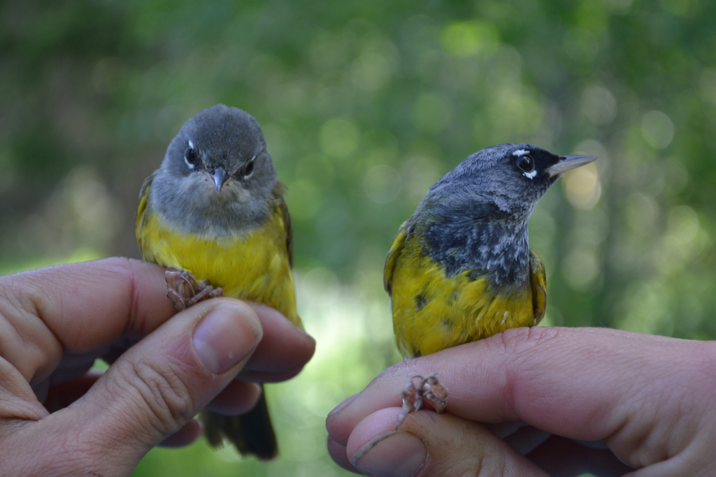 songbird species songbird species