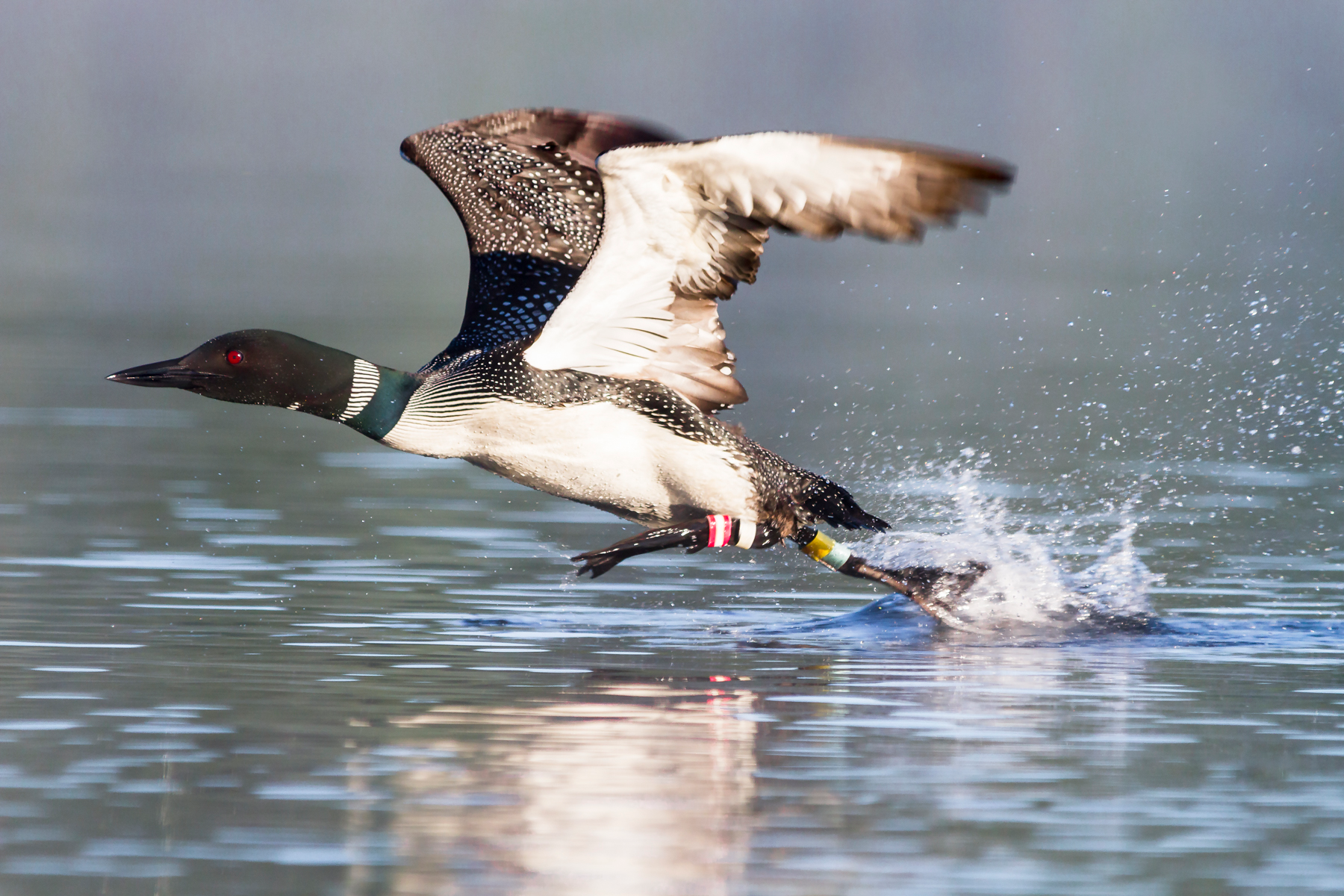 floater_loon_taking_off
