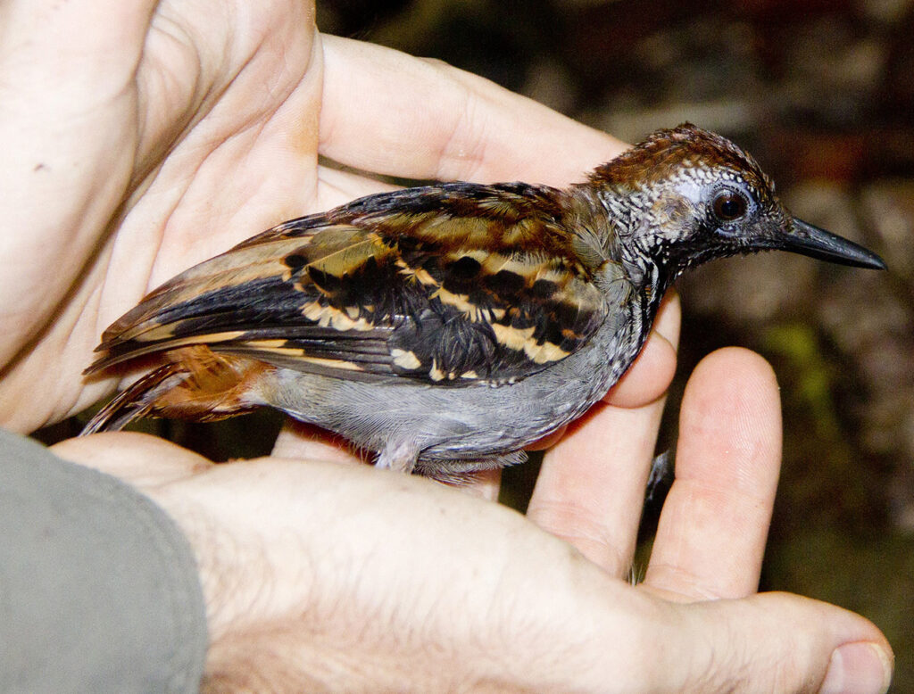 wing-banded-antbird