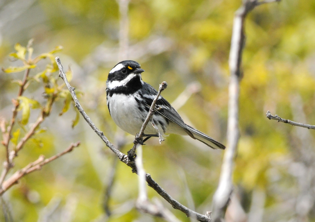 black-throated-gray-warbler