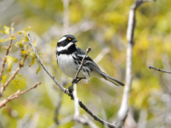 black-throated-gray-warbler