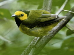 molting-male-hooded-warbler