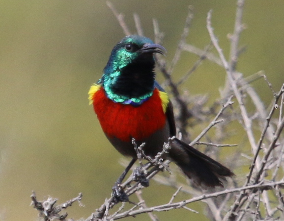 photo of northern double-collared sunbird on a branch