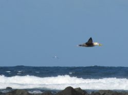 photo of waved albatross flying along a shoreline above crashing waves