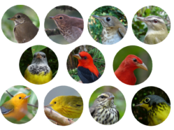 eleven individual photos of different colorful songbird species