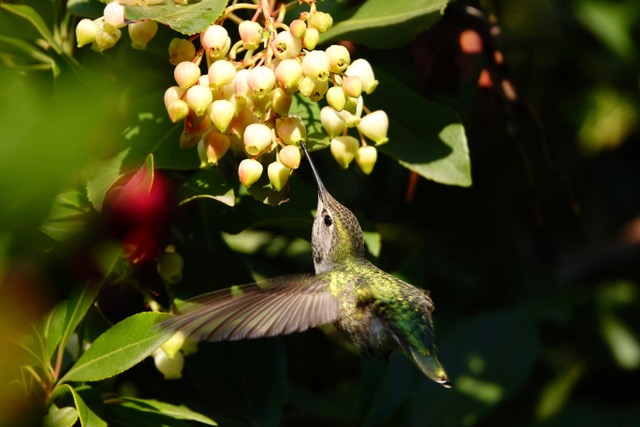 Photo of Anna's hummingbird feeding mid-flight