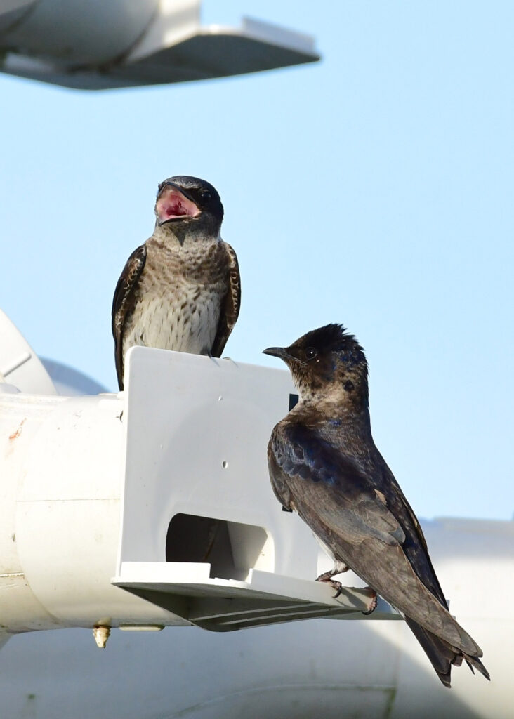 pair of second-year purple martins
