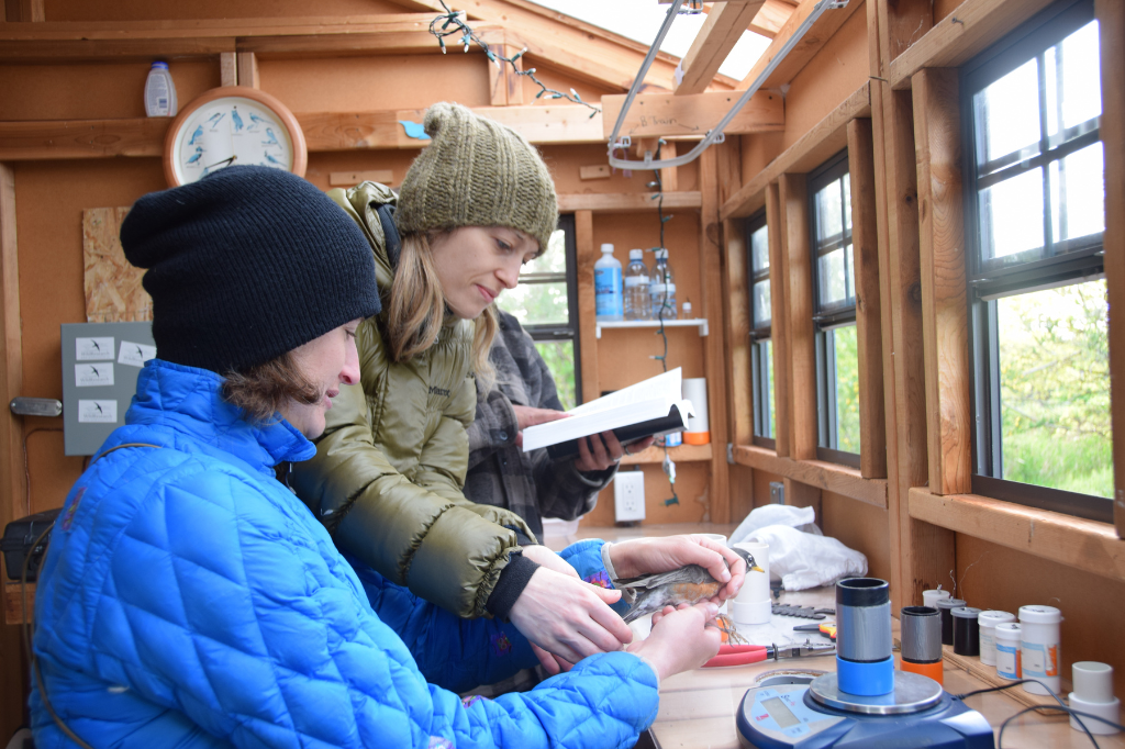 Volunteers in action at the Iona Island Bird Observatory banding hut. Here, a volunteer is being trained to safely handle, band, measure, and age an American Robin (Turdus migratorius). All birds are captured and handled with proper permits and under the supervision of trained banders. Volunteers are the foundation of WildResearch’s migration monitoring activities and this publication would not be possible without everyone’s contribution of the past 10 years. Photo credit: Natasha Pirani.