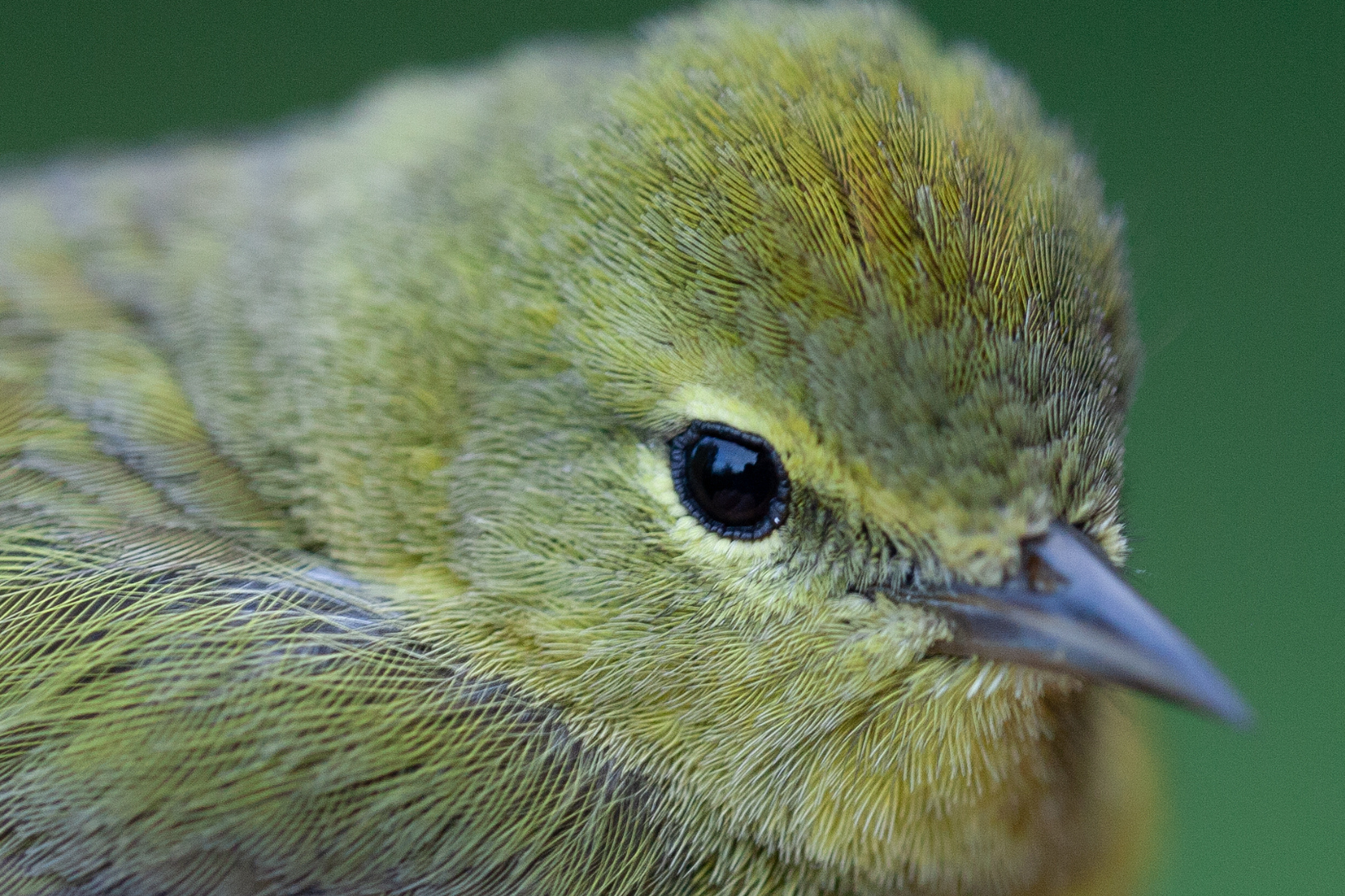 Orange-crowned Warbler (Leiothlypis celata), one of the most common warblers that uses Iona Island as a migration stopover site in southwestern British Columbia every year. Photo credit: Brendan Toews.