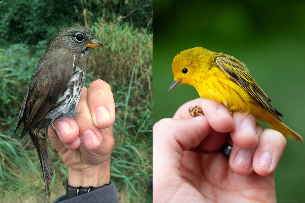 Two of the most commonly captured species at the banding station; the sooty subspecies of Fox Sparrow (Passerella iliaca unalaschcensis; left) and a Yellow Warbler (Setophaga petechia; right). Photo credit: Brendan Toews.