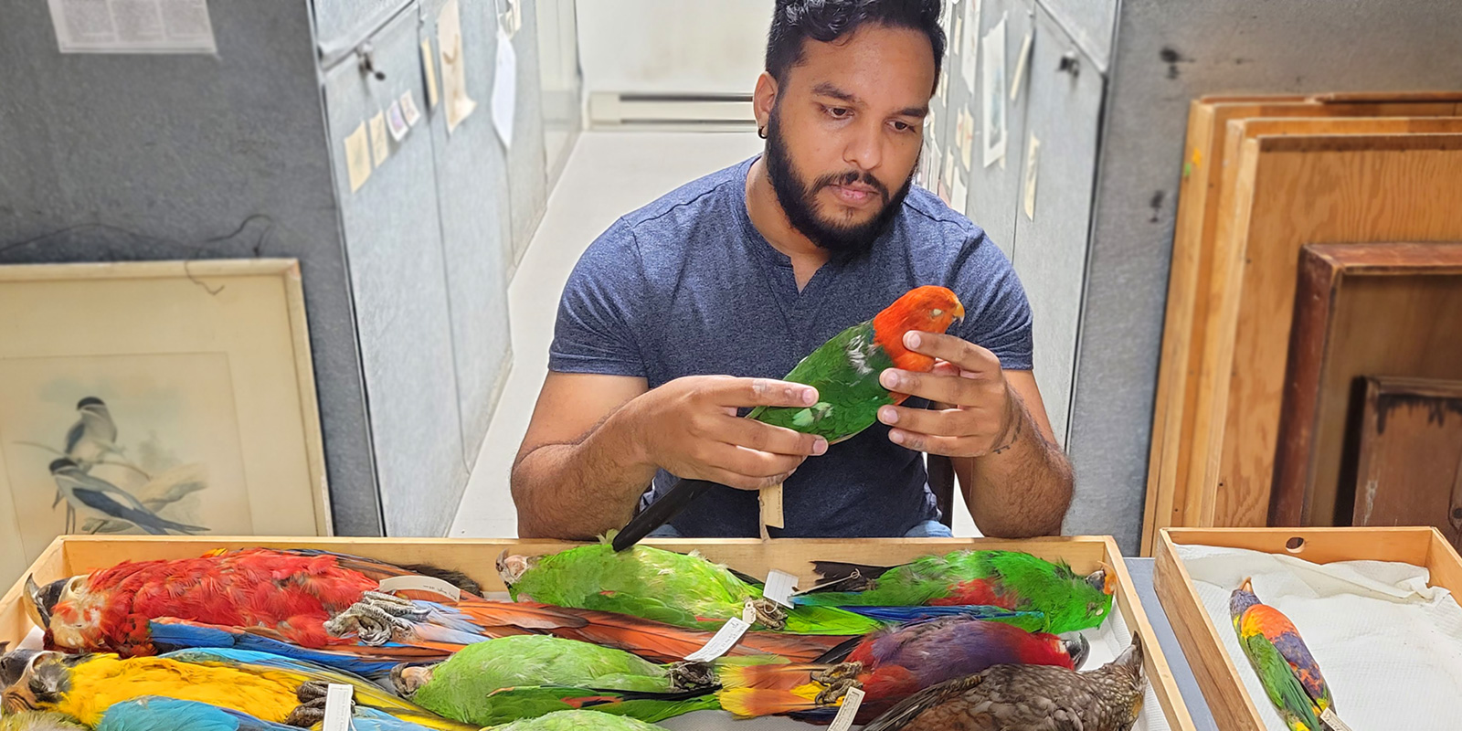 Man looking at colorful bird specimens