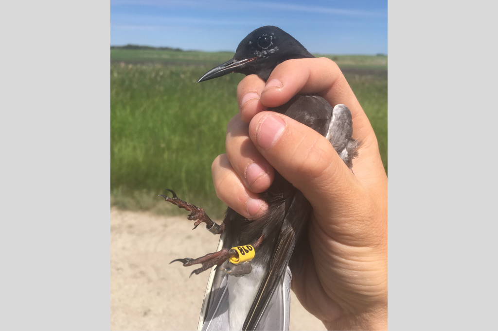 Black tern in hand with geolocator