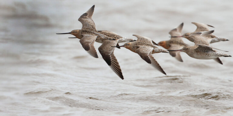 Home - American Ornithological Society