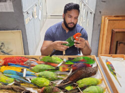 Man looking at colorful bird specimens