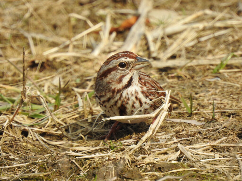 Song Sparrow (Melospiza melodia melodia) in grass, Leanne Grieves. Microscopy images by Tosha Ke