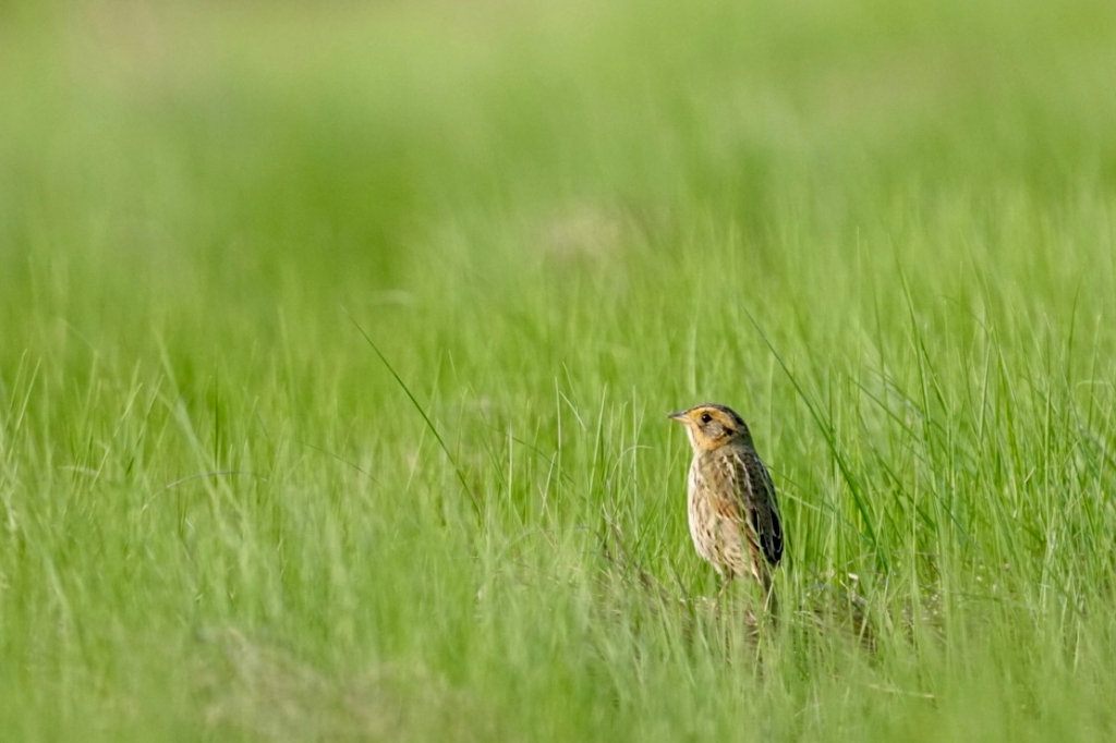 Saltmarsh Sparrow overlooking the tidal marsh. Photo by Grace McCulloch
