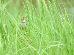 Saltmarsh Sparrow perched among the tidal marsh vegetation. Photo by Grace McCulloch