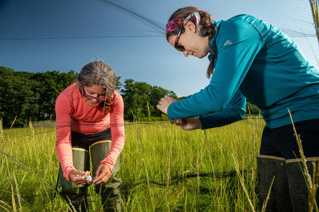 University of New Hampshire (UNH) and Saltmarsh Habitat and Avian Research Program (SHARP) researchers, Dr. Adrienne Kovach (left) and Logan Maxwell (right), extracting Saltmarsh Sparrows from a mist net for population monitoring of tidal marsh sparrows. Photo by Lauren Owens Lambert; Conservation Photographer