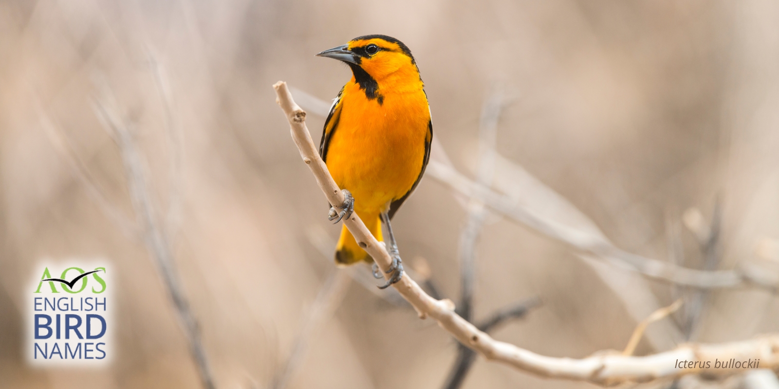 English Bird Names Archive - American Ornithological Society