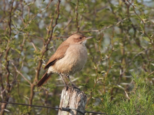 Rufous Hornero (Furnarius rufus) on a fence post with trees in background