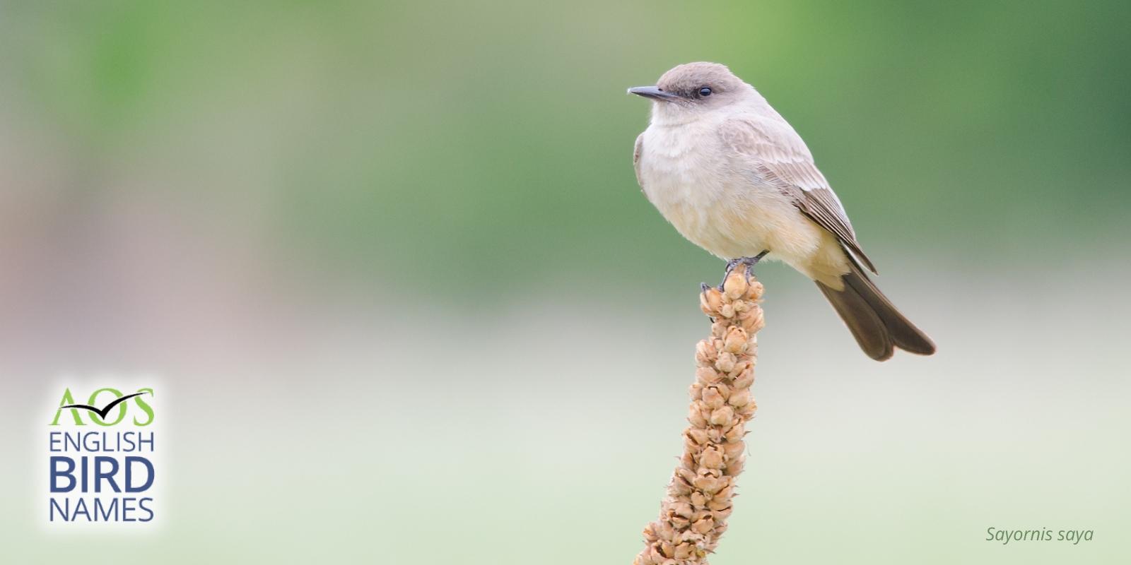 American Ornithological Society Will Change The English Names Of Bird 