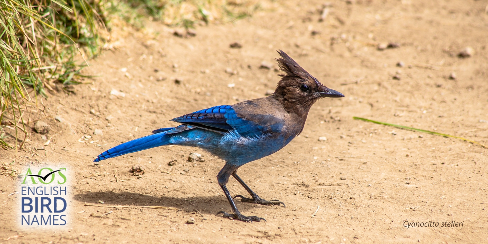 Blunder Bird Name Meaning & Info - Drlogy