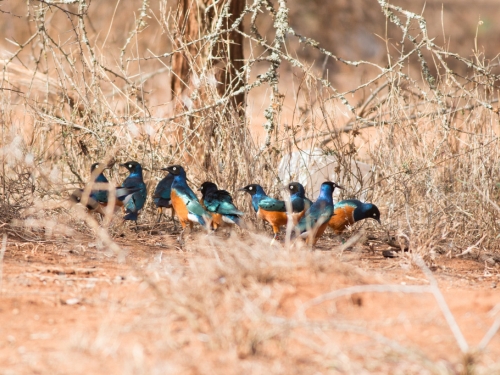 Superb Starling (Lamprotornis superbus) group on ground. Photo by Shailee Shah