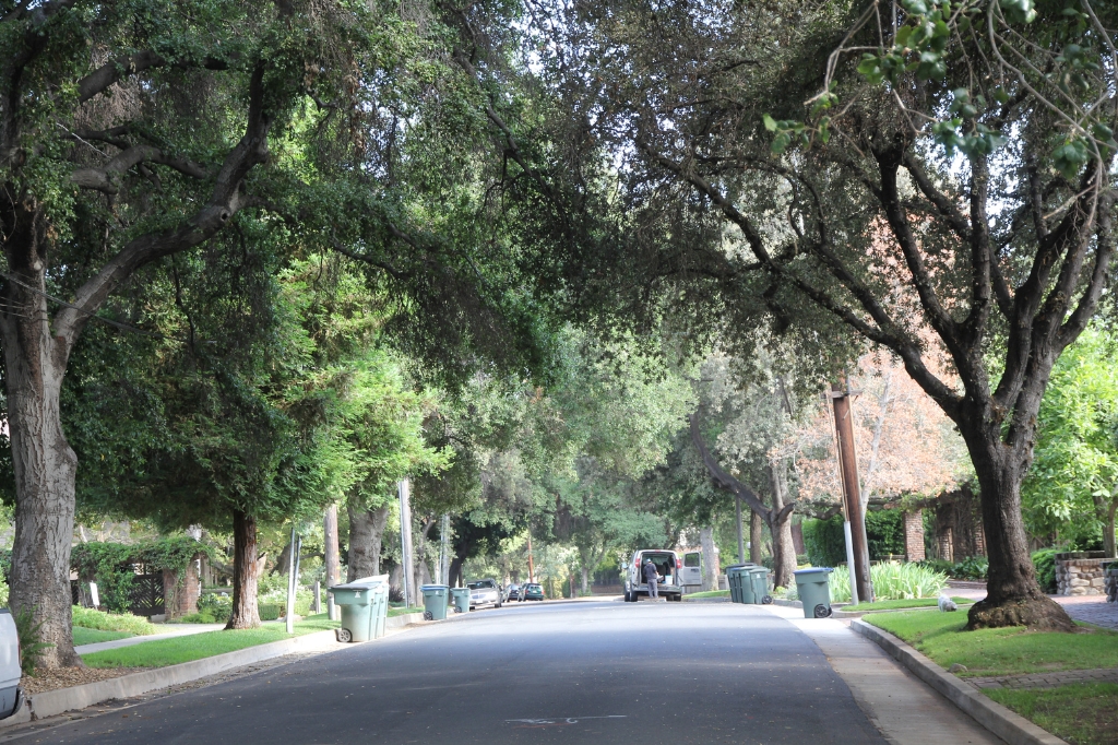 The dense tree canopy of a greenlined section of Pasadena, California typifies the luxury effect. Photo by E Wood