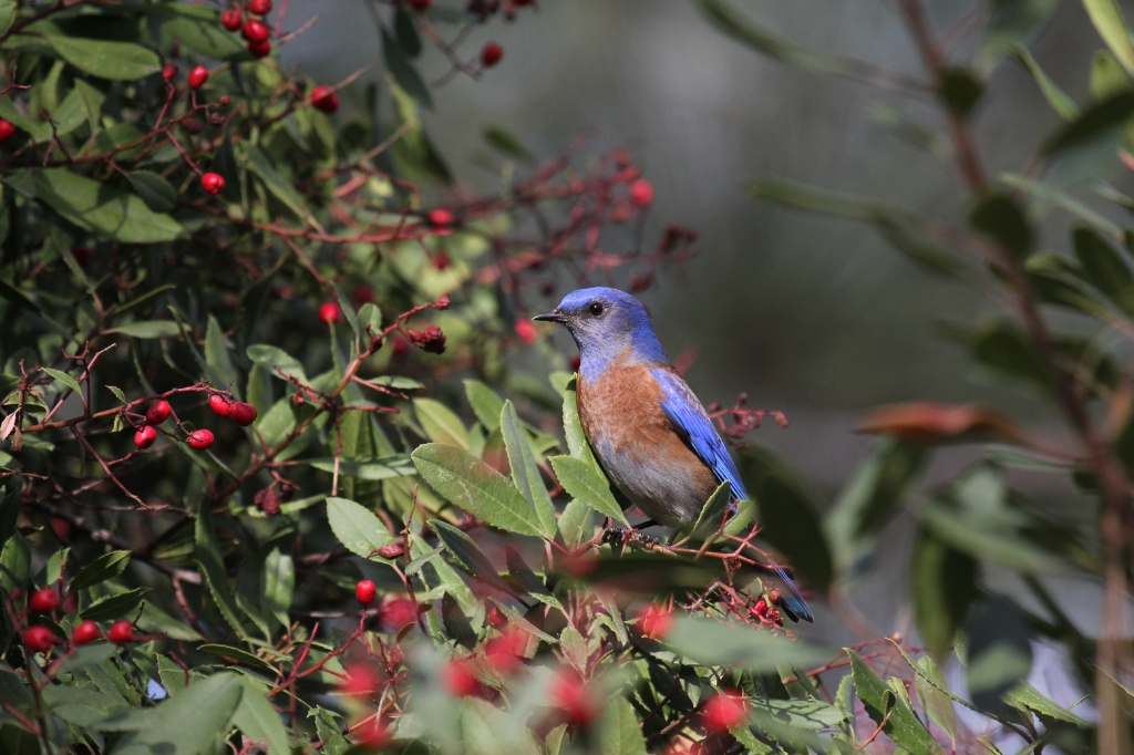 A Western Bluebird (Sialia mexicana), a common bird in parks and wealthy treed locations of L.A., is perched on a Toyon (Heteromeles arbutifolia). Photo by E Wood