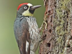Acorn Woodpecker Melanerpes formicivorus on the trunk of a tree
