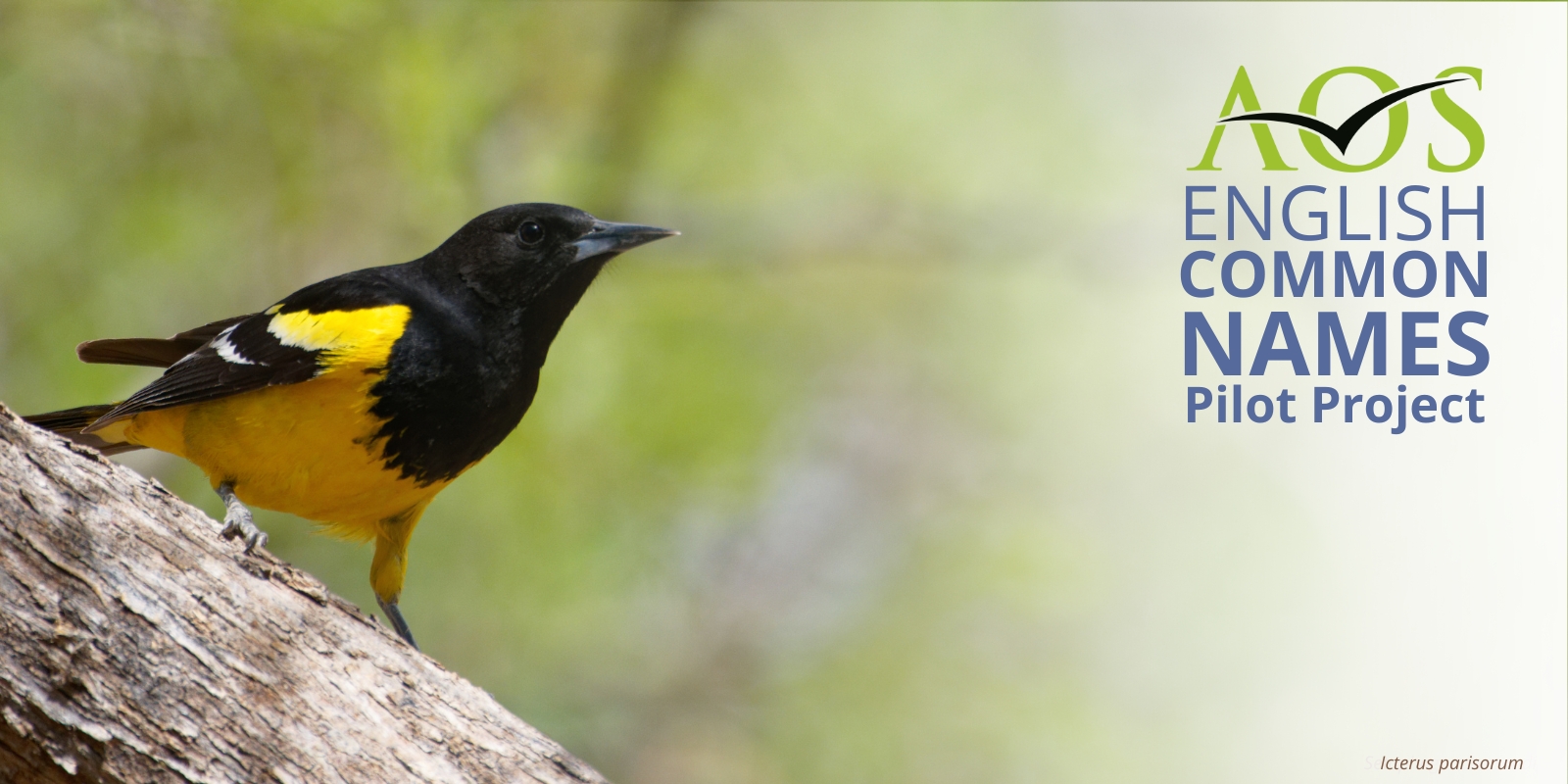 Scott’s Oriole Icterus parisorum on a tree trunk with AOS English Common Names Pilot Project wording on right