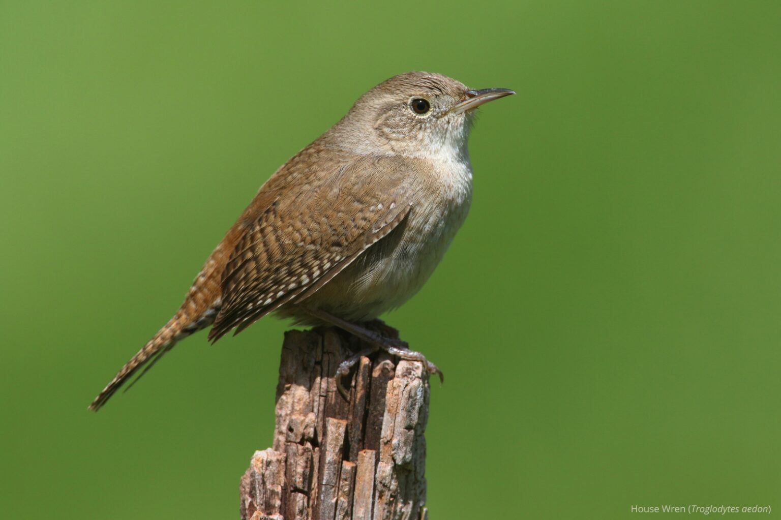 A “wrenaissance” For House Wrens; Species And Genus Splits For Barn 