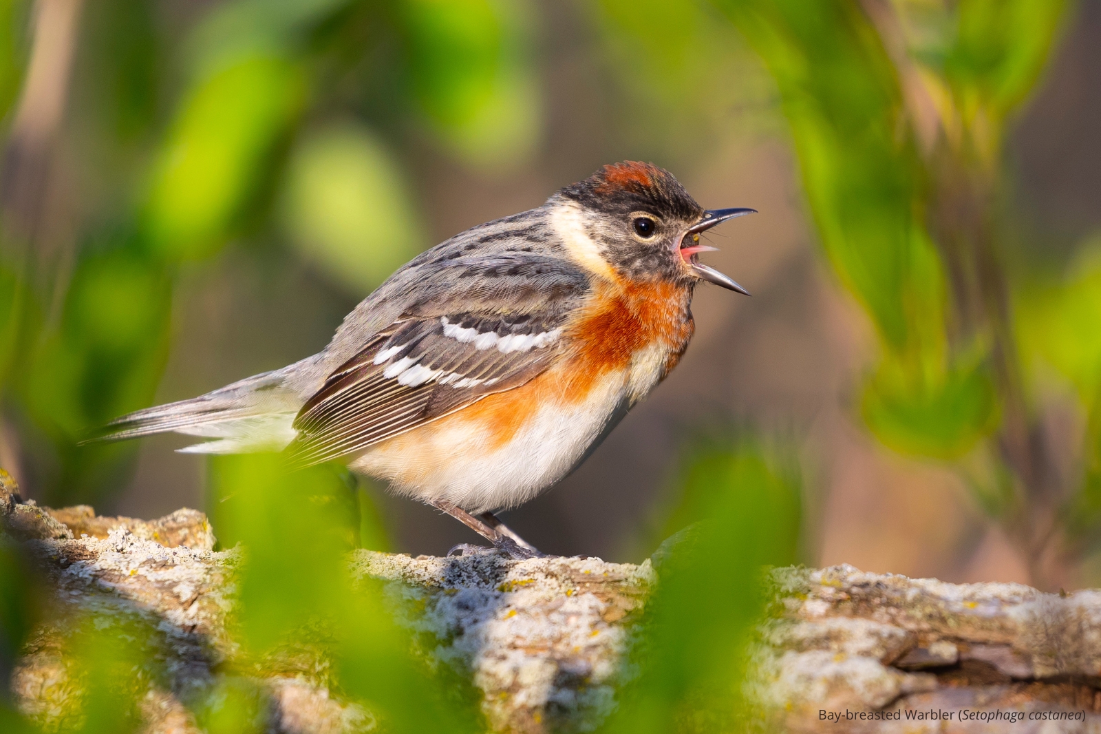 Bay-breasted Warbler (Setophaga castanea) on a branch singing