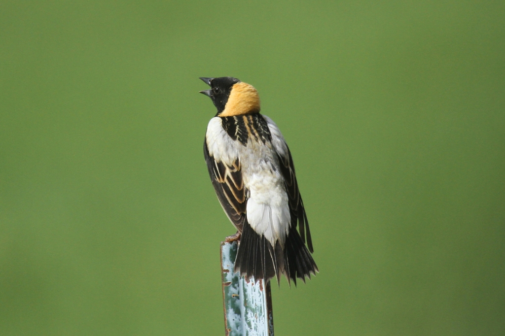 Bobolink (Dolichonyx oryzivorus) perched on a fence post.