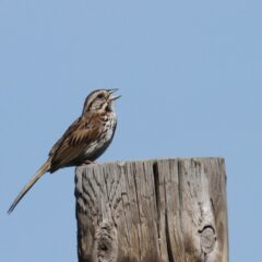 Song Sparrow Melospiza melodia-atlantica on a tree stump with a blue sky background