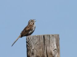 Song Sparrow Melospiza melodia-atlantica on a tree stump with a blue sky background