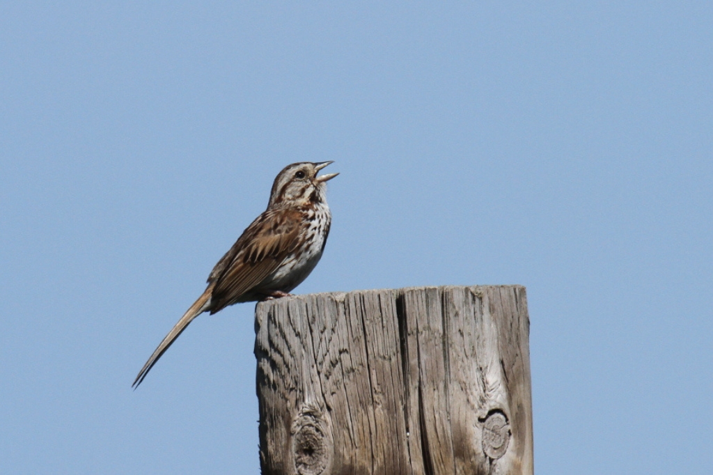 Song Sparrow Melospiza melodia-atlantica on a tree stump with a blue sky background