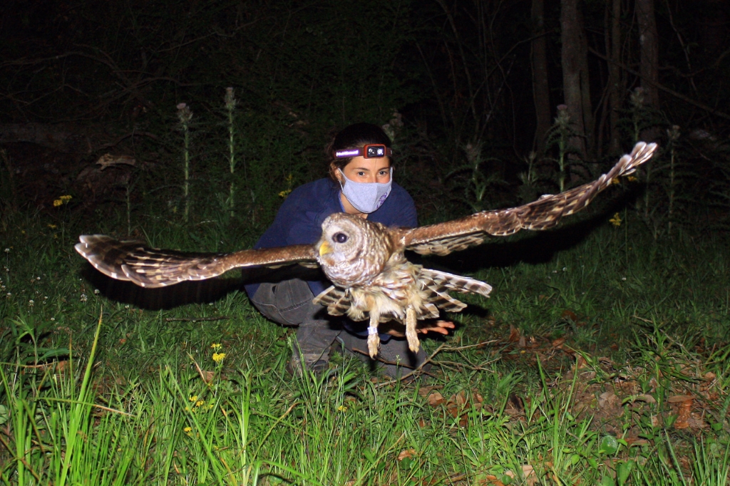 Coauthor Eliza Stein releases a Barred Owl (<i>Strix varia</i>) tracked in our study (ID-43). Photo by Vitek Jirinec