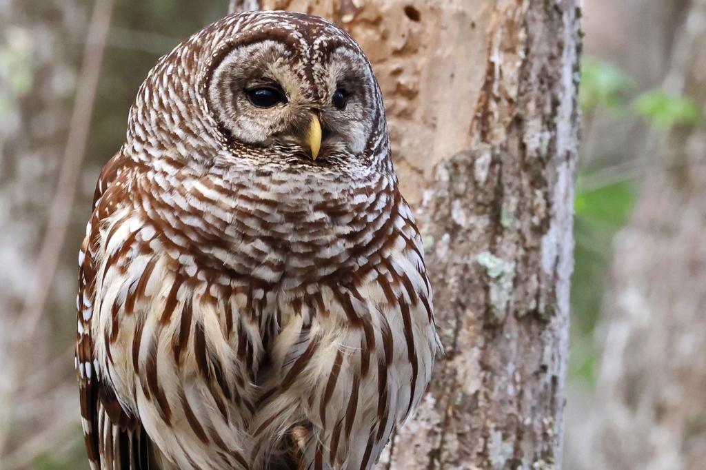 Barred Owl at Bluebonnet Swamp - owl from the population studied in our paper. Photo by John Hartgerink