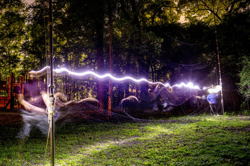 The capture team strings up a net in a neighborhood park. Photo by Eddy Perez, Louisiana State University