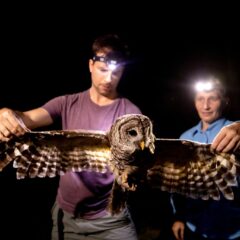 Coauthors Vitek Jirinec and Sabrina Taylor examine a Barred Owl tracked in Baton Rouge, Louisiana. Photo by Eddy Perez, LSU