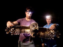 Coauthors Vitek Jirinec and Sabrina Taylor examine a Barred Owl tracked in Baton Rouge, Louisiana. Photo by Eddy Perez, LSU