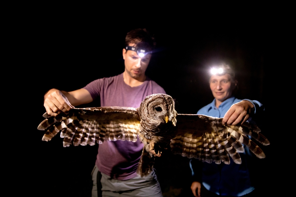 Coauthors Vitek Jirinec and Sabrina Taylor examine a Barred Owl tracked in Baton Rouge, Louisiana. Photo by Eddy Perez, LSU