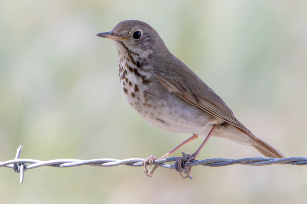 The nocturnal flight calls of Catharus guttatus (Hermit Thrush) are regularly recorded in the East but are rare within our study region in the West. Photo by Dylan Osterhaus