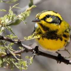 Migration in the West is much different than that in the East, both in density and species composition. For instance, while Setophaga townsendi (Townsend’s Warbler) are common in the West, they do not migrate through the East. Photo by Dylan Osterhaus