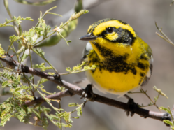 Migration in the West is much different than that in the East, both in density and species composition. For instance, while Setophaga townsendi (Townsend’s Warbler) are common in the West, they do not migrate through the East. Photo by Dylan Osterhaus