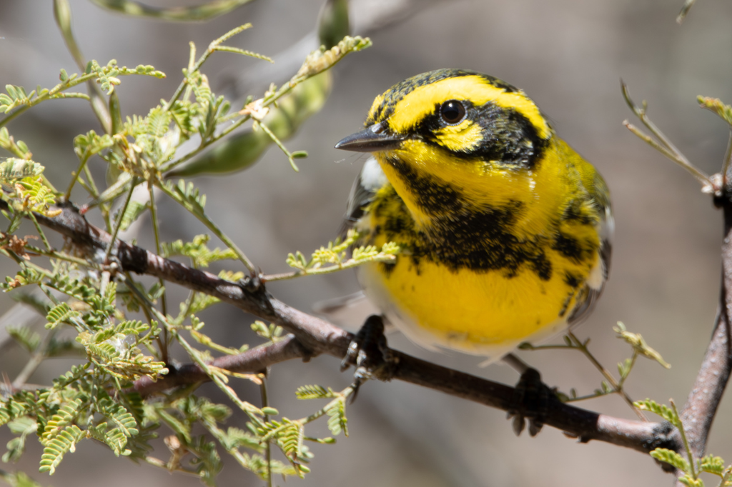 Migration in the West is much different than that in the East, both in density and species composition. For instance, while Setophaga townsendi (Townsend’s Warbler) are common in the West, they do not migrate through the East. Photo by Dylan Osterhaus