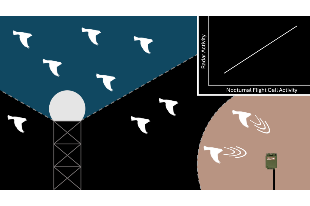 Graphical abstract: weather radar and nocturnal flight call monitoring sample migration in very different ways but estimates of migration activity from the two methods correlate well.