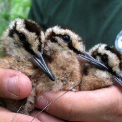 American Woodcock brood in hand that was located using pointing dogs. Photo by Justin Moore, URI