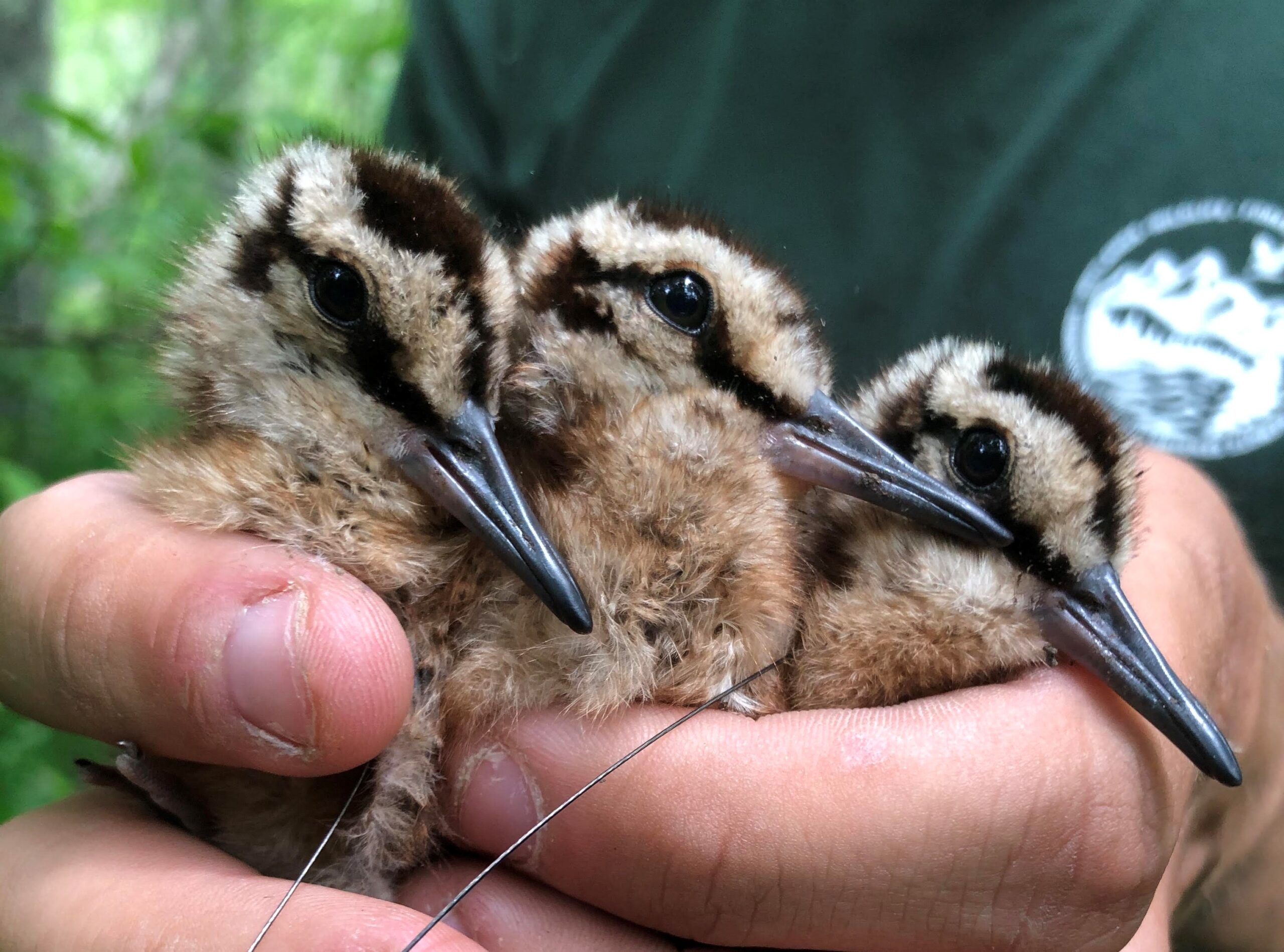 American Woodcock brood in hand that was located using pointing dogs. Photo by Justin Moore, URI